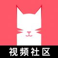 猫咪视频 猫咪视频