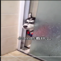 微信状态视频二哈无水印原视频 微信状态视频二哈无水印原视频